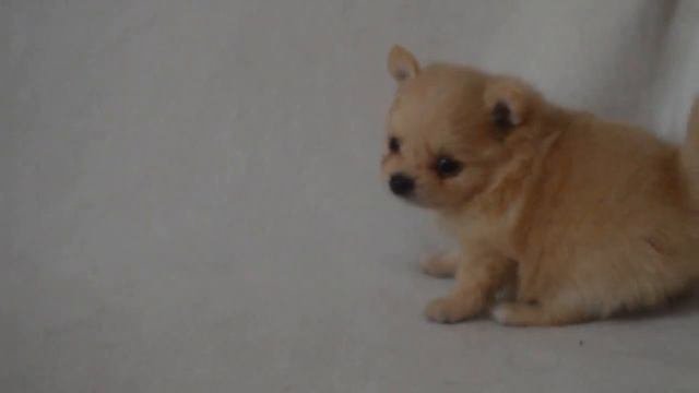 Девочка Немецкого шпица. (Цверг) 1мес.