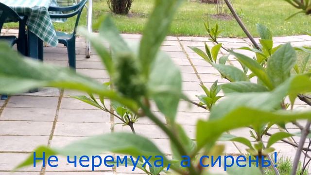 (91) Самоизоляция на даче во время карантина. Показываю участок