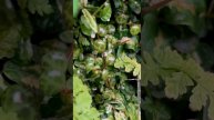 Пеперомия прострата 🌱