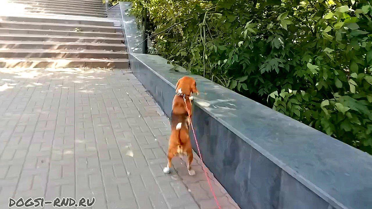 Чарли и Солнечный Ветер. Гуляем 26.09.2020