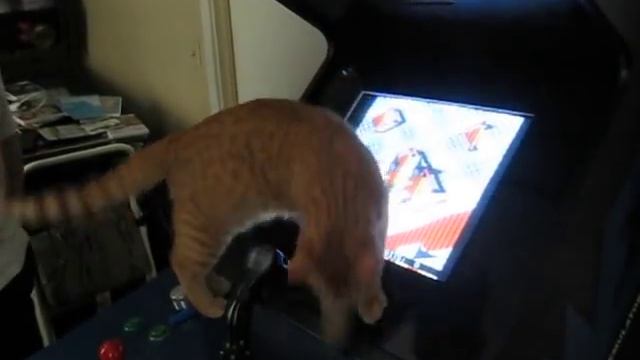 My cat loves arcade's game!