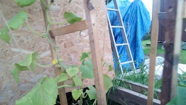 Огурец растет в пластиковой бутылке. 90-й день.