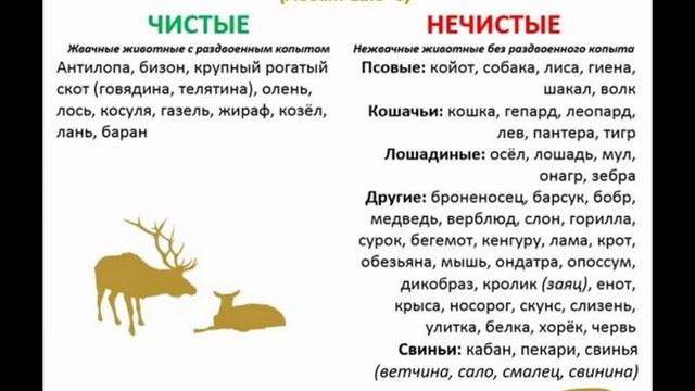 3.14 По страницам Библии - лекции доктора Мак Ги по книге Левит