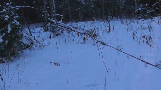 охота капканами на куницу очередная проверка.
