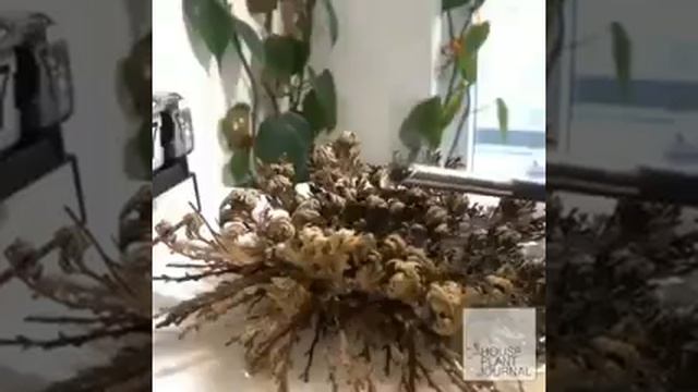 Amazing blowing a plant