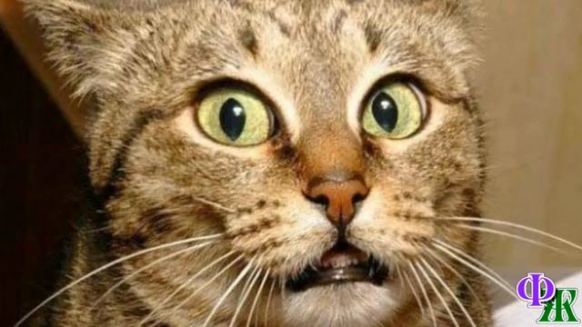 - Я давно хотела такого! - скукоженный, замерзший КОТ дрожал в снегу от холодного ветра, и вдруг…