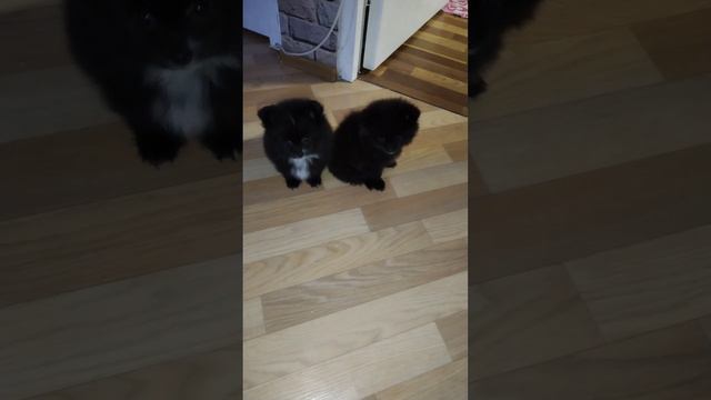 Щенячий патруль в действии!