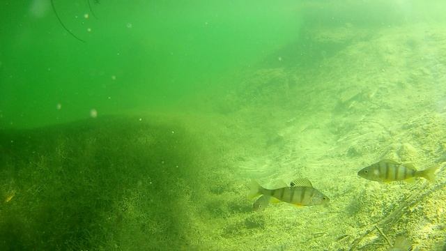 Ныряем на Кисловодском озере