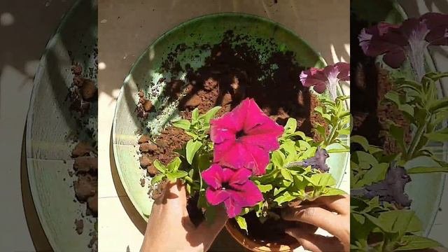 Adding Petunia - Dark Pink