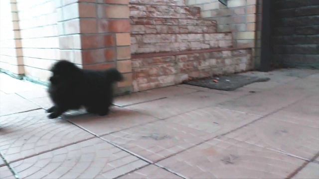 Забавные животные. Янко - озорная смешная собака - невозможно остановить!