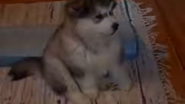 Забавный и смешной аляскинский маламут: щенок чудит и поет лучше Баскова