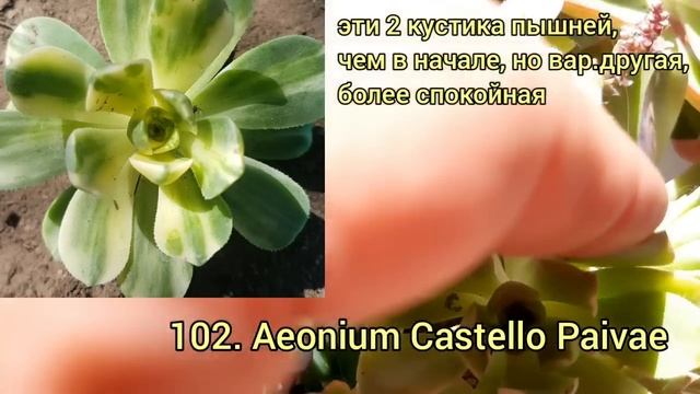 Суккуленты.ПРОДАЖА.200 видов. Июль.