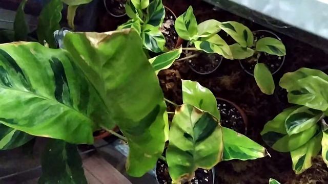 Calathea Yellow fusionThaï beauty tour 2020