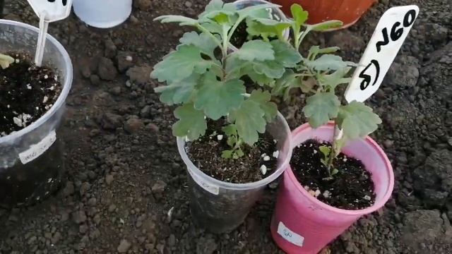 Эксперимент - хризантемы