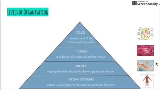 Patterns In Nature - 8.3.3.i) - Cells, Tissues, Organs & Organ Systems