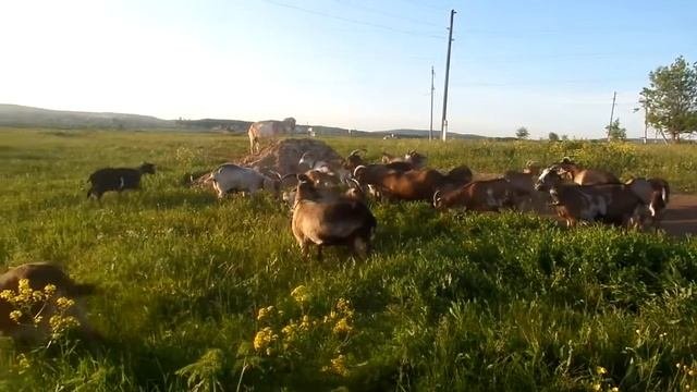 Альпийские козы