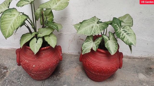 Growing Syngonium Plant in all types of pots  Very low maintenance Colourful leaf plants