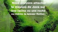 PLANTE POUR DÉBUTANT TOP 5