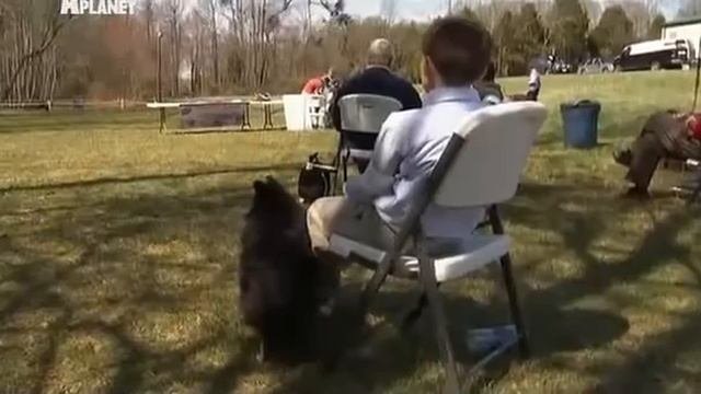 Шотландская овчарка Collie Scotch Collie. Породы собак Dog Breed