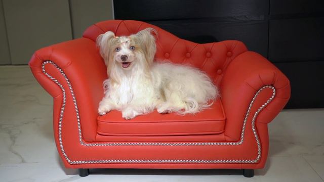 Diamond Choco Berry Yorkshire Terrier