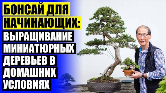 👌 БОНСАЙ КУПИТЬ НИЖНИЙ НОВГОРОД ЖИВОЕ ДЕРЕВО 💣 КАКИЕ КОМНАТНЫЕ РАСТЕНИЯ ЛЮБЯТ ПРЯМЫЕ СОЛНЕЧНЫЕ ЛУ