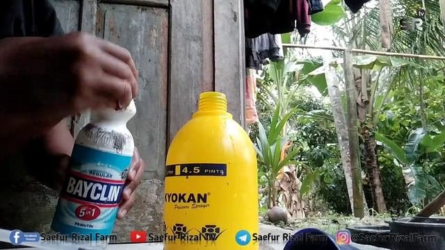CARA MEMBUAT DESINFEKTAN UNTUK KANDANG AYAM DENGAN BAYCLIN
