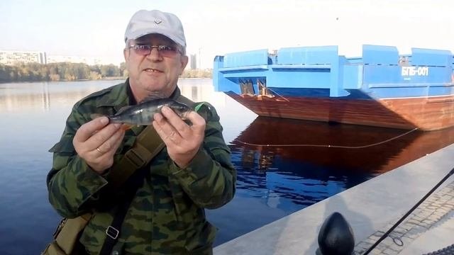 Окунь на причале Северного Речного вокзала.