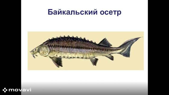 Байкальский осетр.