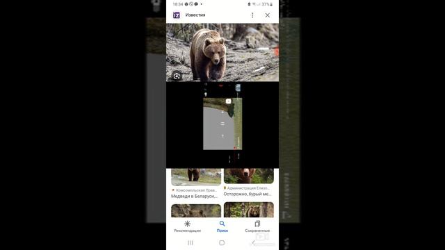рассказы о медведий
