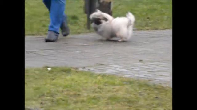 Zolotoy Krokus Klim 5 M.