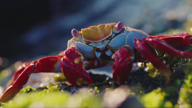 GALAPAGOS CRUISE ONBOARD CELEBRITY FLORA