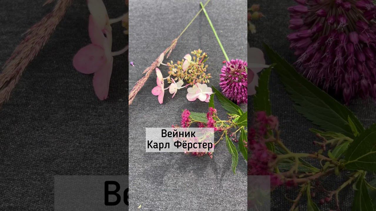 С чем сочетать астильбу? #shortvideo