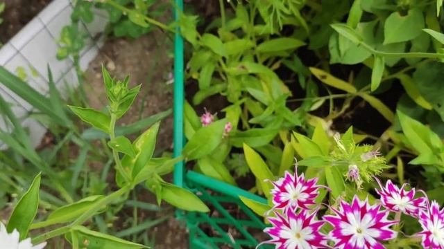 Флокс ДРУММОНДА. Чудесныи однолетник.