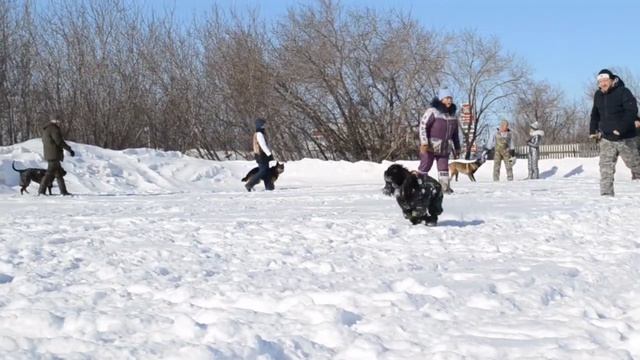 Дрессировка собак в Омске - ОЦССС (2)