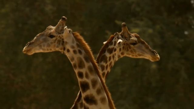 Видео про жирафа