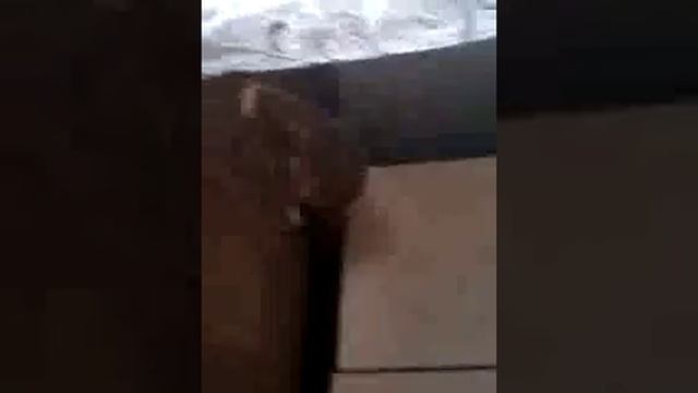 Как кошка  играет с попрыгунчиком