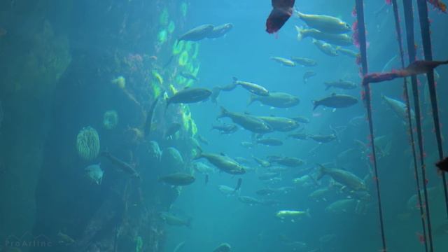 2 HOUR Relaxing Piano Music with Aquarium Fish Under Water View in 4K - Part #80