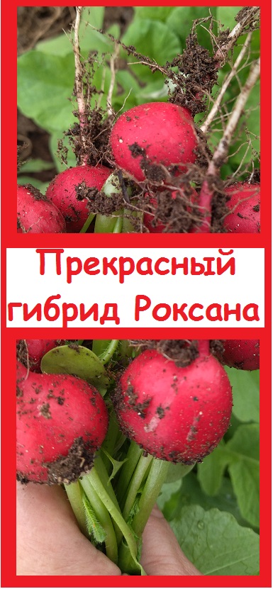Гибрид РЕДИС РОКСАНА, очень хороший, сладкий, без горечи
#дача #огород #сад #овощи