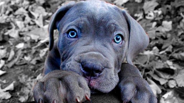 TOP 10 DOGS FOR FIRST TIME OWNERS - Best Puppy Breed For Novices
