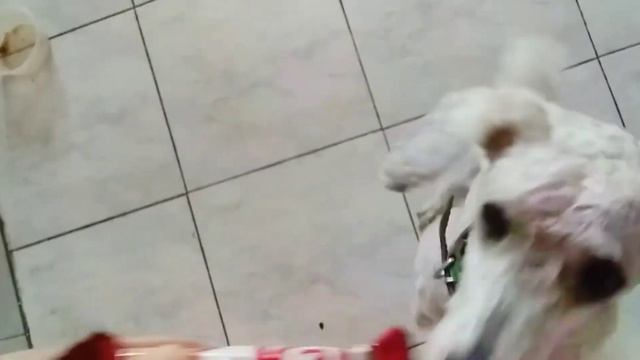 Максик знает что такое Kit Kat?!?🤤😂смешное видео😅😄🐩Пудель Макс Приколы❤