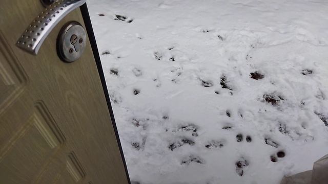 Стукнул мороз.Мурка босиком по снегу!