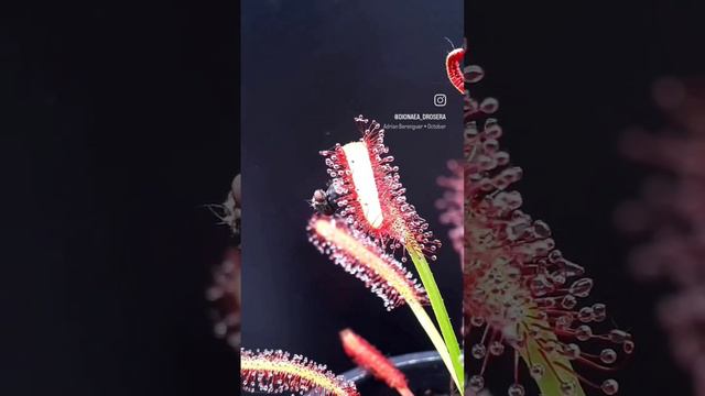 Росянка против большой мухи 
#мухоловка #росянка #drosera #dionaea #dionaeamuscipula #flycatcher