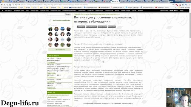 Питание дегу основные принципы история заблуждения