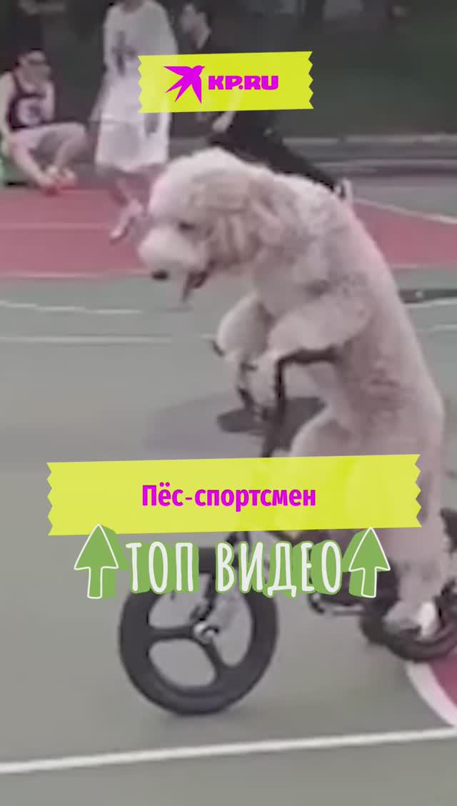 Пёс-спортсмен