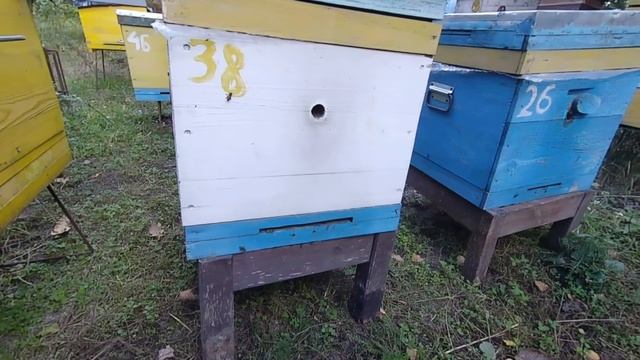 РОБОТИ НА ПАСІЦІ ВОСЕНИ, РОЗДУМИ.
