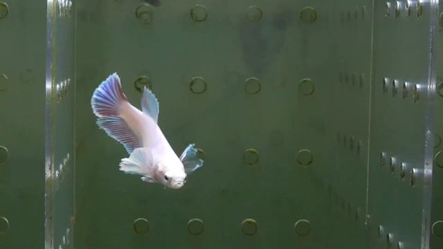 #Df631 Дамбо петушок аквариумная рыбка самочка