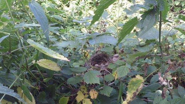 Славка садовая 14 129 в малине Денисово Нет подлетов