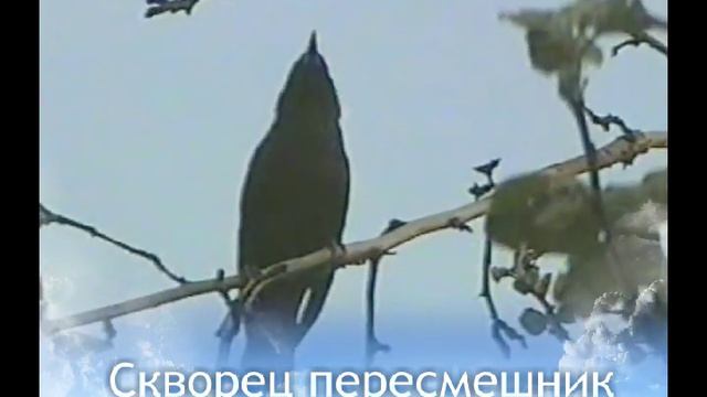 Жесть. Скворец подражает, лягушке, курице, кошке и др.