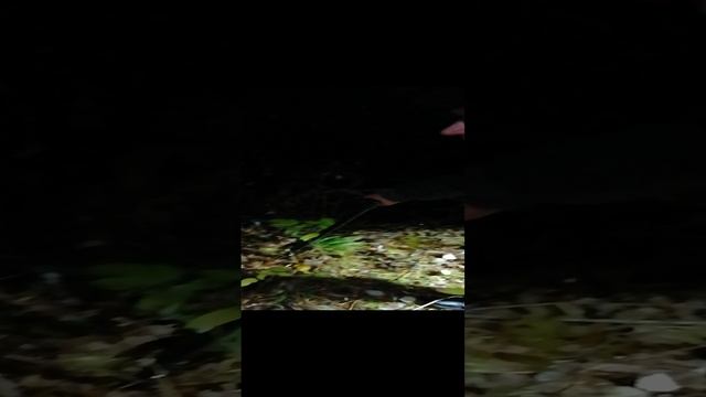 НЖ. Дизель. Дедушка с палкой