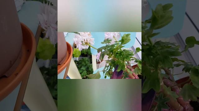 초간단 제라늄 수형 다듬기! 삐죽나온 가지만 자르기!!. pelargonium cutting.